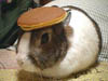 Bunbun