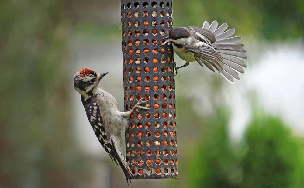 EM-Downy & Chickadee 2.jpg